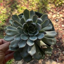 Echeverria 6” large succulent