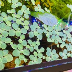 Aquarium Plants - Floaters