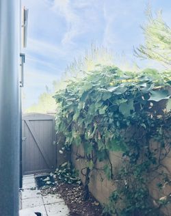 1 Grapevine (6-8 ft.) you dig/remove mature(5-6 yrs.)