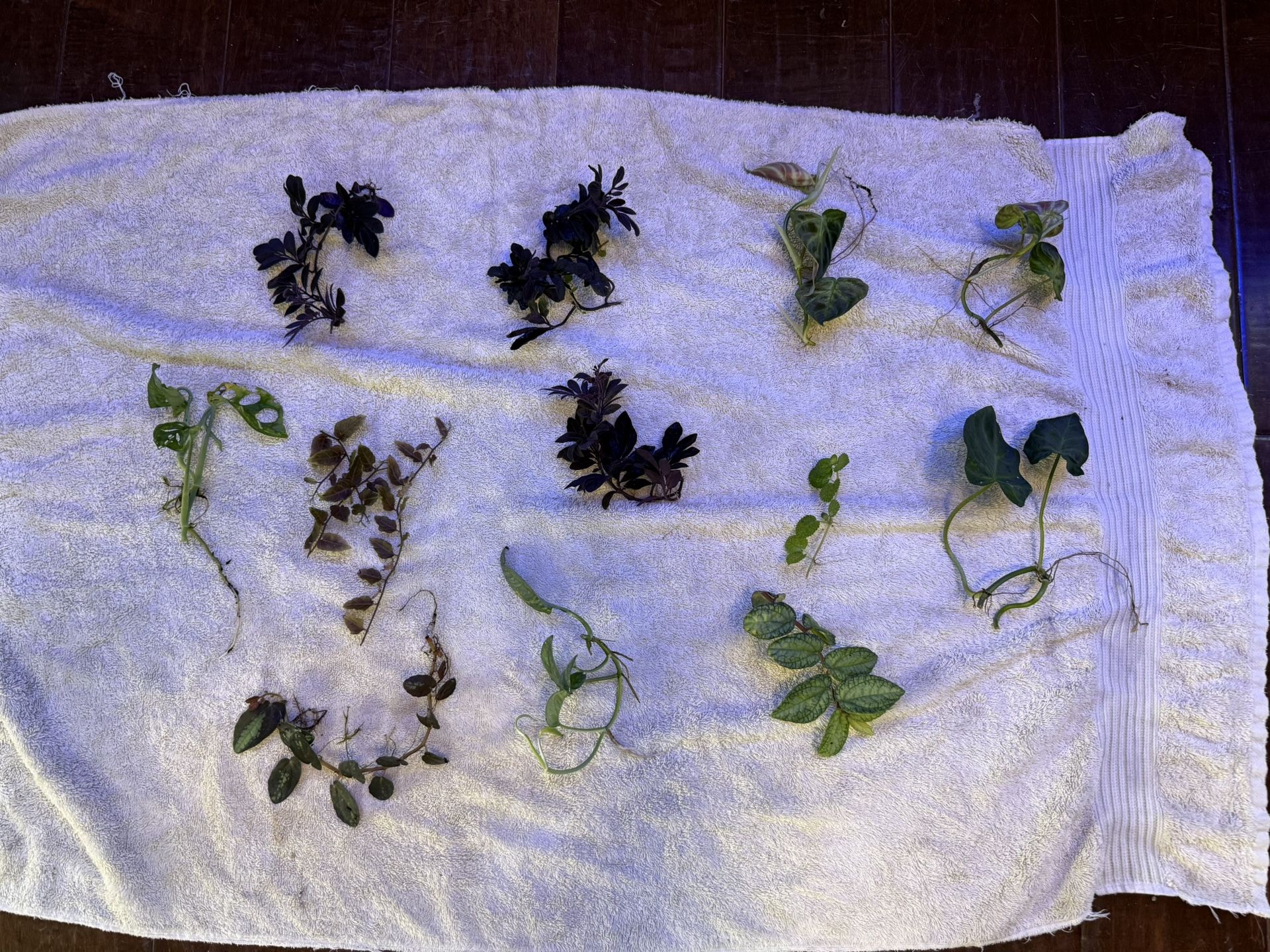 Terrarium Plant Package