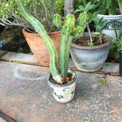 Cactus 