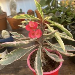 Variegated Crown Thorns 