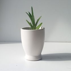 Variegated Haworthia Succulent Plant/ Indoor Plant/ House Plant Flower Patio Garden 