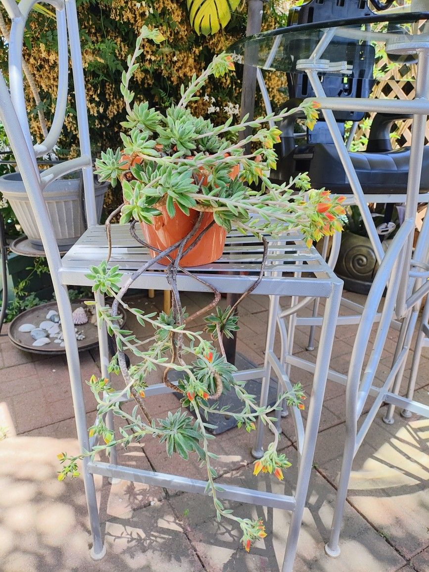 SUCCULENT PLANT 6" CERAMIC POT