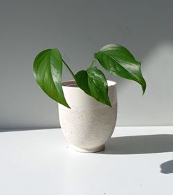 Rare Aroid Monstera Lechleriana Plant/ House Plant/ Indoor Plant Flower Patio Garden