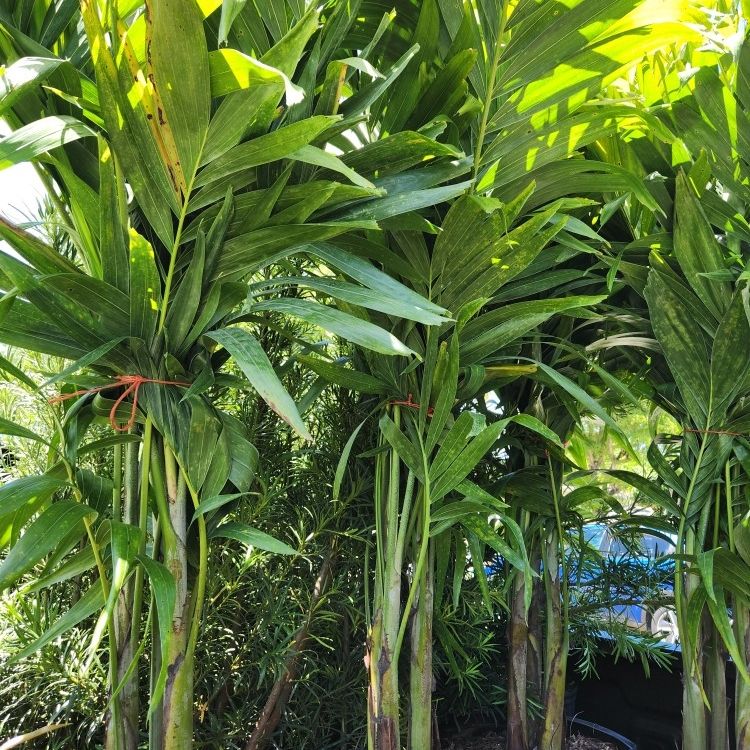 Beautiful Christmas Palms About  6 Feet Tall For Just $75 Decoration Plants And Privacy Plants Available 