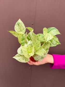 4” snow queen Pothos