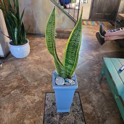 Sansevieria Snake Plant In 8in Ceramic Pot With Shells &sea Glass