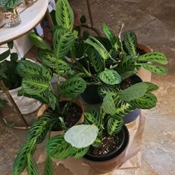 Prayer House Plants $12-$16 Each Pot 