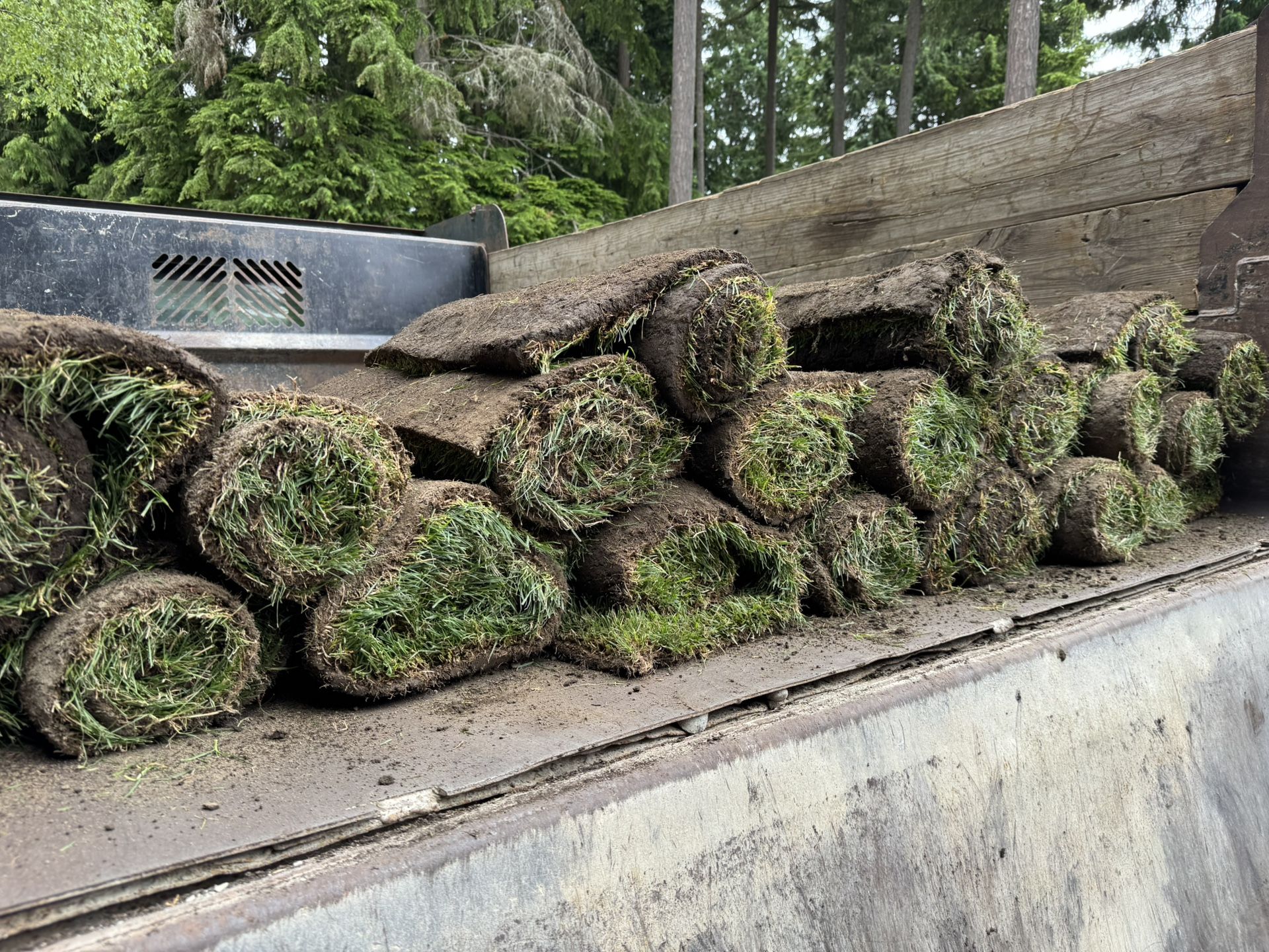 Sod (21) Rolls