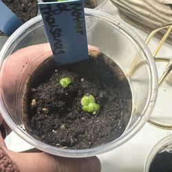 Small Propagations: Mother Of Thousands