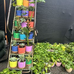Plants! Plants! Plants! Hundreds!!!!