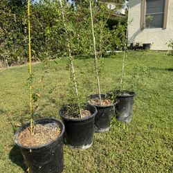 Plants 