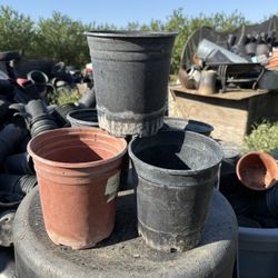 One gallon pots / Botes de galón