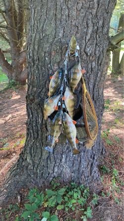 Stringer of fish !