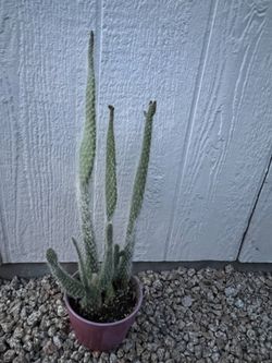 Succulent And Cactus Plant