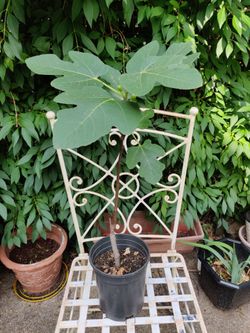 Large Fig Ficus Carica Live Plant Tree Sweet Red Fruit