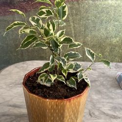 Variegated Ficus Benjamin 