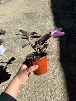 Plant