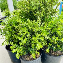 Boxwood