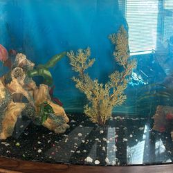 60 Gal BOWFRONT Aquarium & Stand $375 OBO