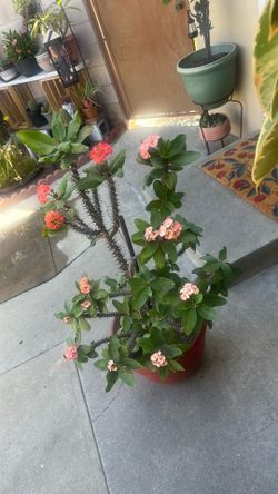 Crown of Thorns