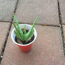 Alovera Plant 