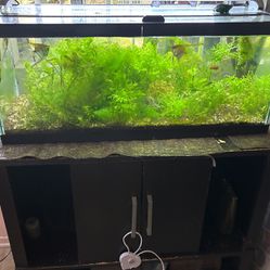 20 Gallon Fish Tank With Stand