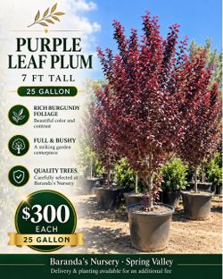 ๐ณ Purple Leaf Plum