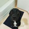 Arlo Finds