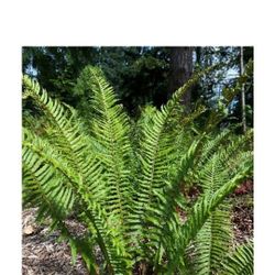 Yard Ferns