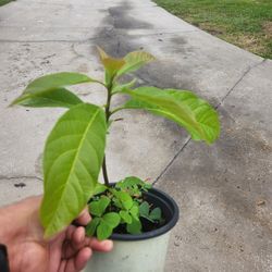 Avocado Plants