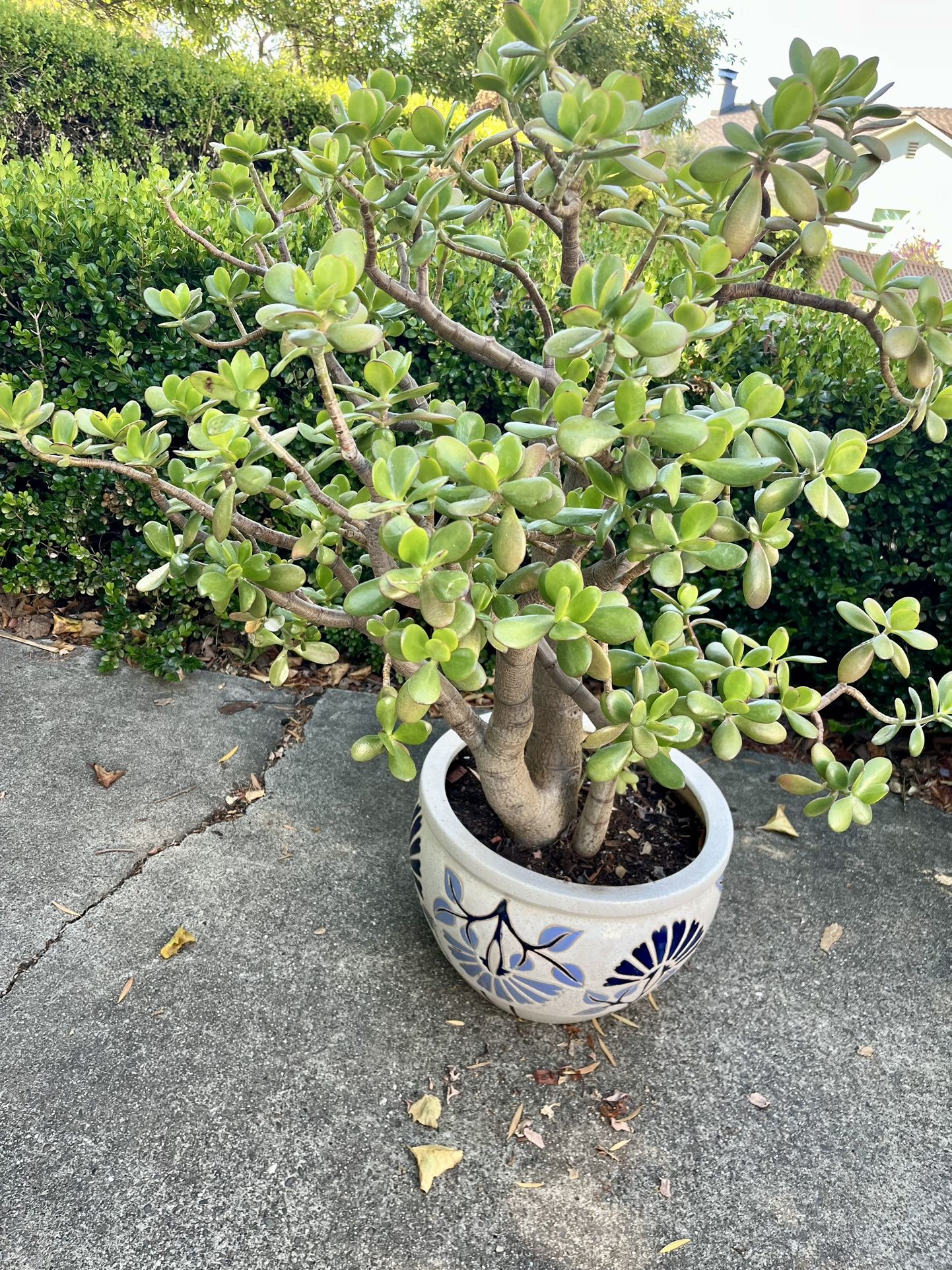 Jade Plant In Ceramic Pot