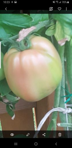 Monster pink tomato plant