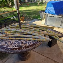 chugar  canine  2 Pjce For $2