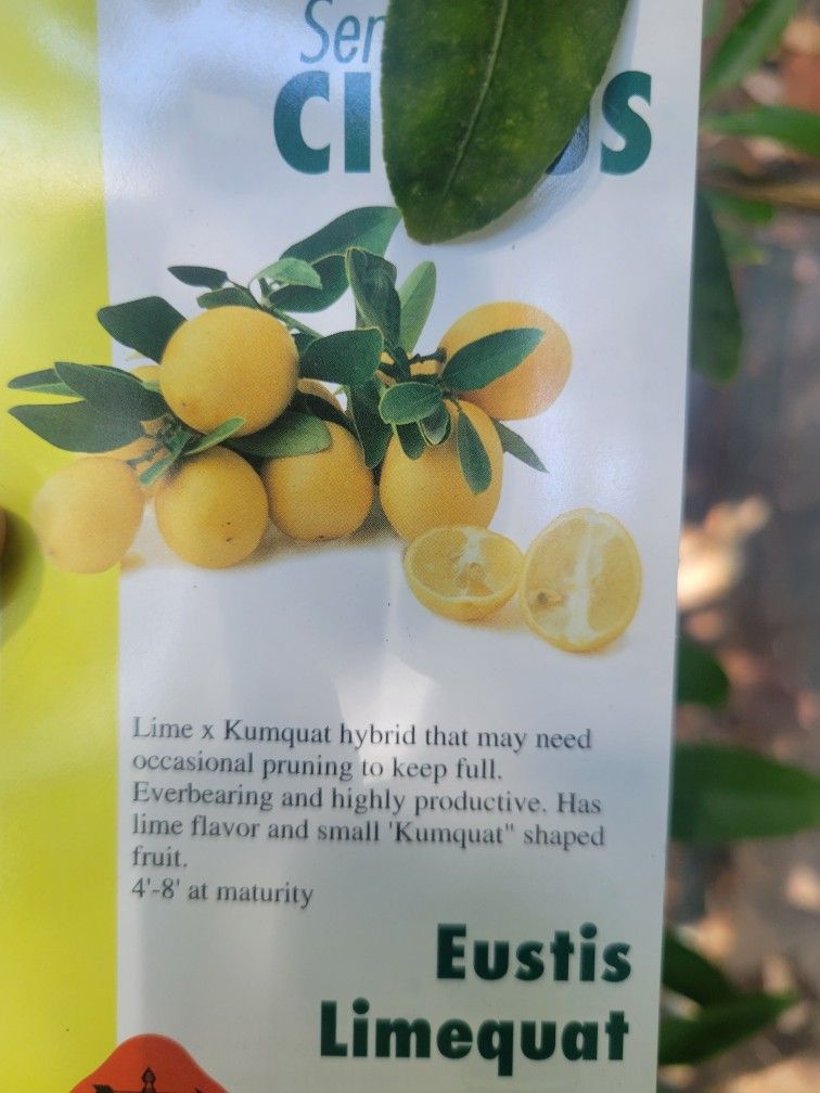 Limequat Tree