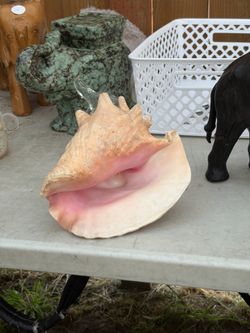 Sea shell