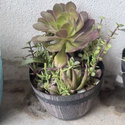 plastic Barrel Pot With Succulents
