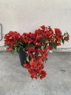 Bougainvillea, Camellina , Veranera Fire Red Flowers Plant, In 5 Gallons Pot Pick Up Only