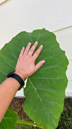 Elephant Ear Plants
