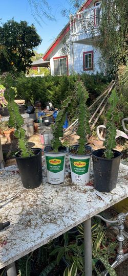 Cow horn cactus 15$ each