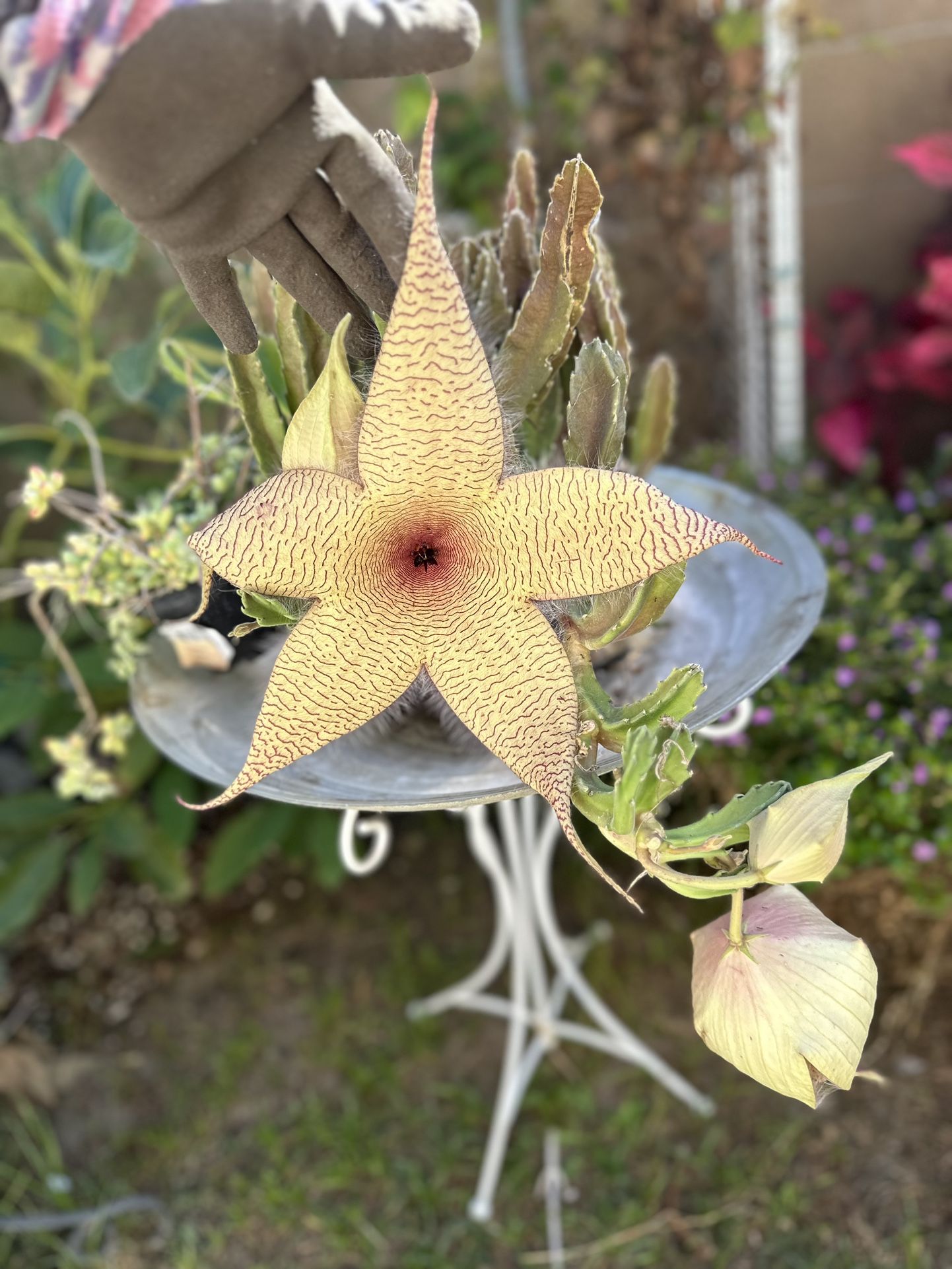 Giant Starfish Succulent. Stapelia gigantea