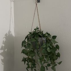 hanging fake plant