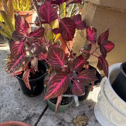 Red Plants 