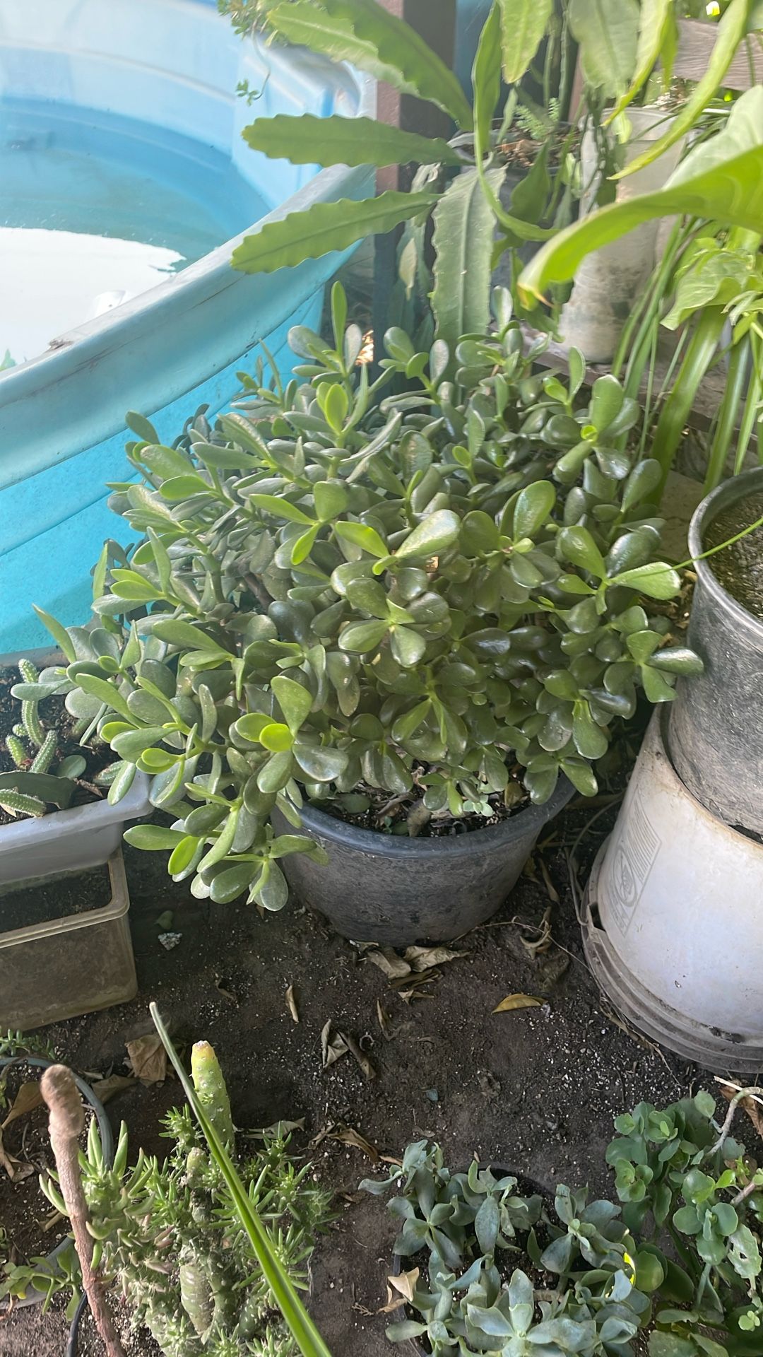 Otra Planta Por 20 Está Grande