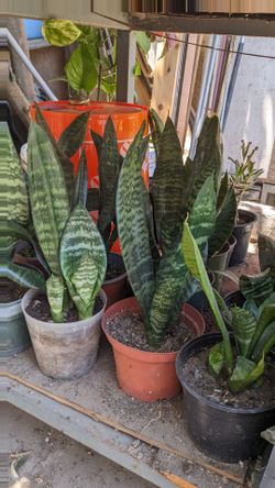 Lengua de suegra