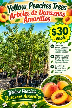 Fruit Trees / Árboles Frutales