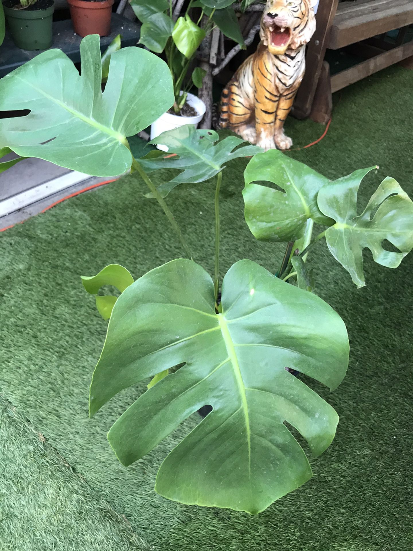 Plants (3gallons pot Monstera split leaf $15)