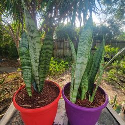 Sansevieria Zeylanica "Snake Plant"
