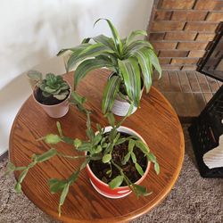 Moving Sale Houseplants